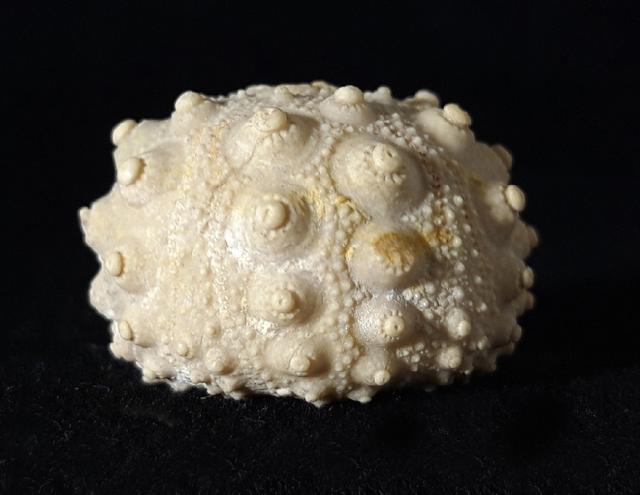 Hemicidaris intermedia (FLEMING 1828) - Bild © FossNet FossilienStore
